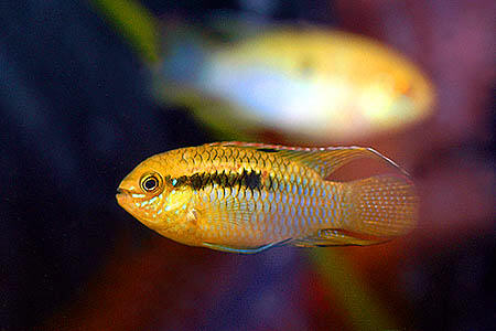AEQUIDENS CURVICEPS